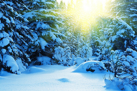 圣诞树木摄影照片_冬季森林在山区