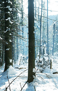 冬季森林在山区