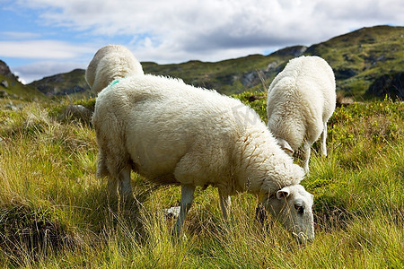 冰岛的绵羊