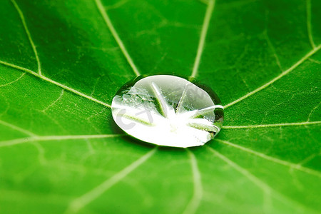 绿水金莲叶上的水滴