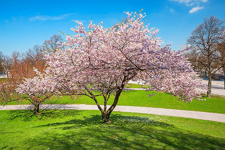 土地摄影照片_公园里盛开的苹果树