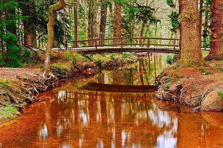 冬秋秋林景，桥在反光小溪上