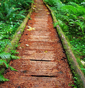 木板路摄影照片_森林中的木板路