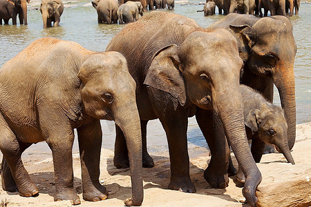 画框大象摄影照片_斯里兰卡的大象
