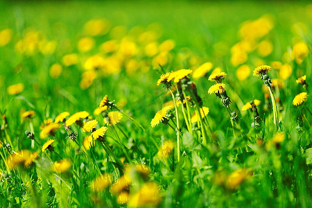 田野春天摄影照片_田野上美丽的黄色蒲公英花朵