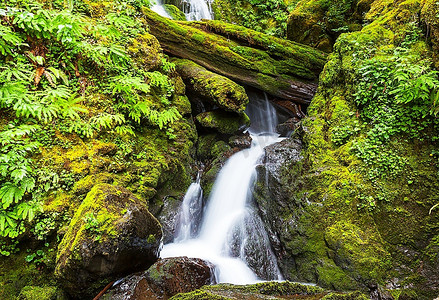 蕨类树叶摄影照片_绿色森林中的瀑布