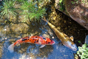 鱼在池塘里德国三色锦鲤花秋翠锦鲤
