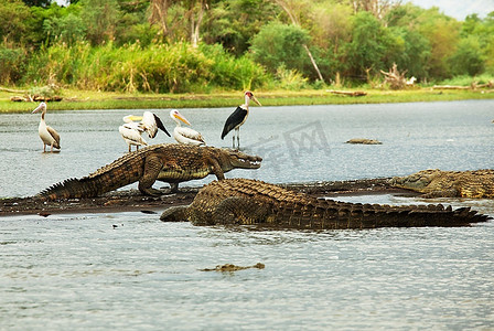 水墨上河摄影照片_查莫湖上的鳄鱼