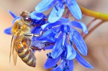 蜜蜂吃蓝花