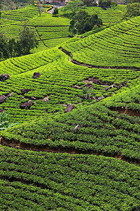 国家环境摄影照片_茶园