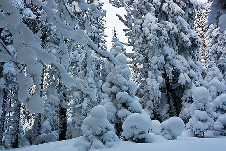 圣诞树木摄影照片_圣诞主题-冰冻的树木