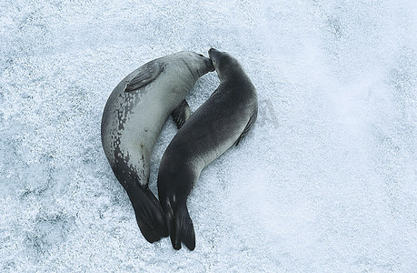 冰面上的两只韦德尔海豹(Leptonychotes Wedellii)，俯瞰