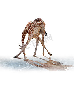 长颈鹿饮用水在白色背景