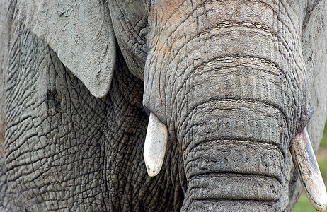大象象牙的特写镜头