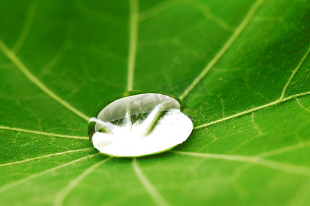 png绿水摄影照片_绿水金莲叶上的水滴