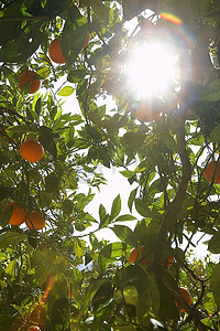 阳光穿透橘树