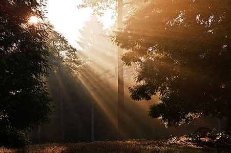 日出时分，秋日森林里的励志阳光穿过树丛