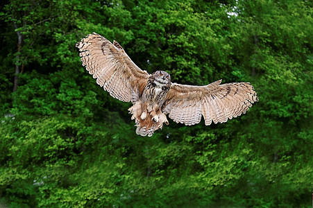 美丽的形象欧洲鹰猫头鹰在飞行bubo bubo