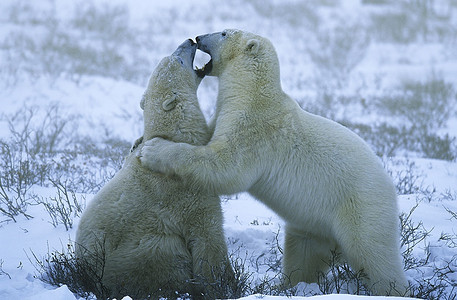 加拿大，丘吉尔，北极熊幼崽在雪地里玩耍