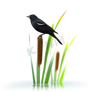 栖息在香茅植物上的红翼黑鸟