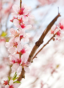 c摄影照片_可爱明亮高调的春花树细节意象
