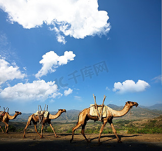 埃及人摄影照片_墓地上的骆驼