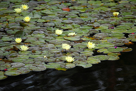池塘里的黄色睡莲