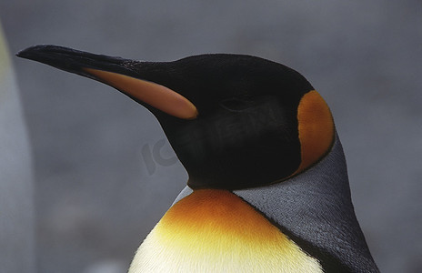 企鹅卖萌摄影照片_企鹅王(Aptenodytes Patagicus)的特写
