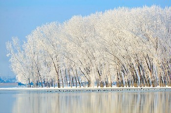 河夕阳摄影照片_被霜冻覆盖的冬树