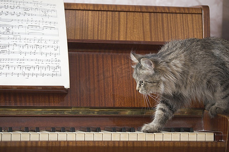 天猫猫头设计摄影照片_一架有一张乐谱和一只猫踩在琴键上的钢琴