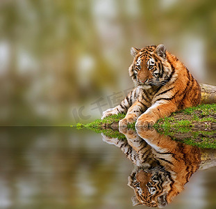 虎妞妞摄影照片_stttunning虎崽放松在一个温暖的日子反射在水中