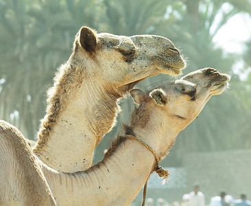 撒哈拉的骆驼