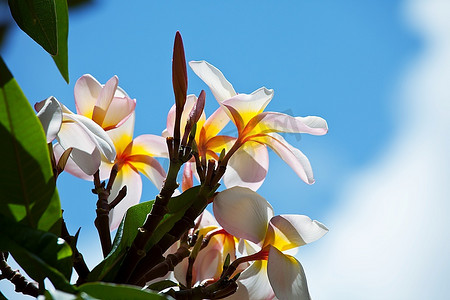 许多花摄影照片_夏威夷的热带李花