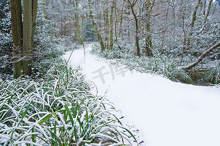 初雪摄影照片_美丽的穿过森林的小路，地上有初雪