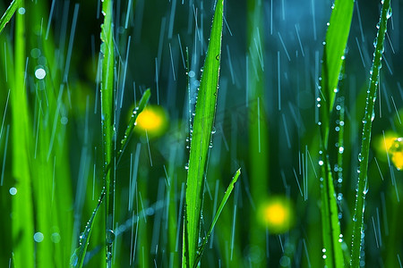 雨滴落在土上摄影照片_花园里的雨