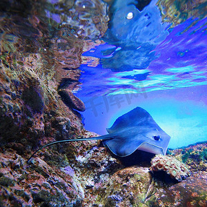 黄貂鱼在热带珊瑚礁上游泳