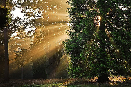 03摄影照片_动机阳光通过树在秋天秋天森林在日出