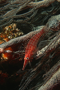 莫桑比克，印度洋，黑珊瑚上的长鼻鹰鱼(OxyCirrhites Typus)，特写
