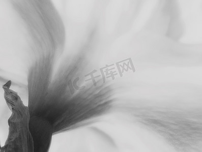 柔焦摄影照片_水仙春水仙花的微距视角，柔焦黑白滤光片