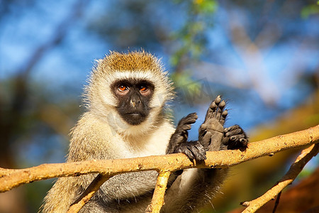 埃塞俄比亚的猴子Gelada