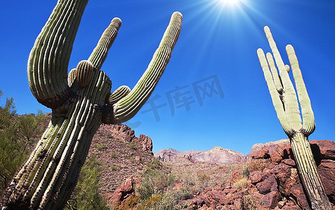 仙人掌在Saguaro NP，美国