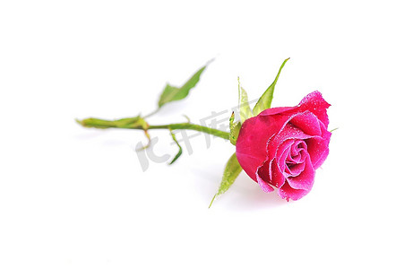 粉色玫瑰花近距离微距白色