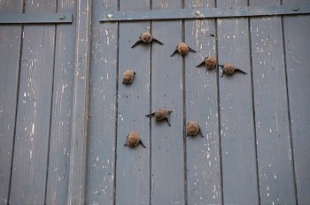 蝙蝠群摄影照片_一些百叶窗上的蝙蝠