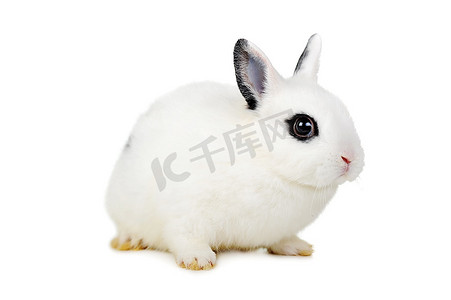 白色兔子摄影照片_白色背景上的小白兔