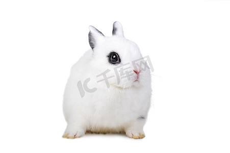 白色背景上的小白兔