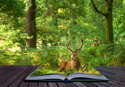创造性的概念想法红鹿雄鹿在森林里出来的页面在神奇的书