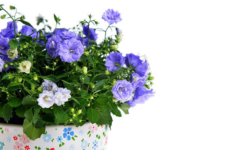 花盆中的蓝色风铃花
