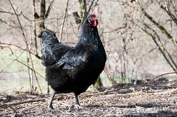 黑色的母鸡摄影照片_农场里的鸡