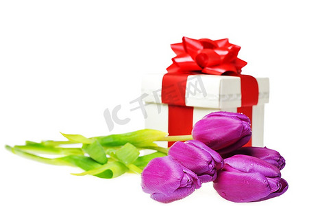 紫罗兰色郁金香花束和礼盒