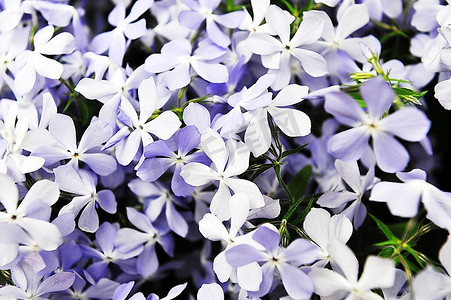 小花装饰摄影照片_紫福禄考小花朵在春末夏初盛开。